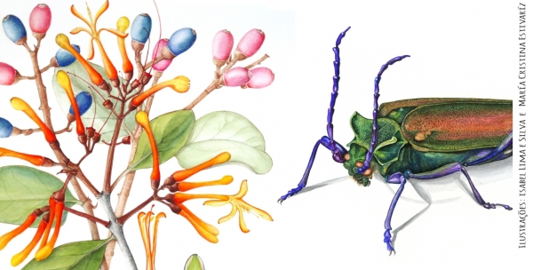 ilustracao cientifica